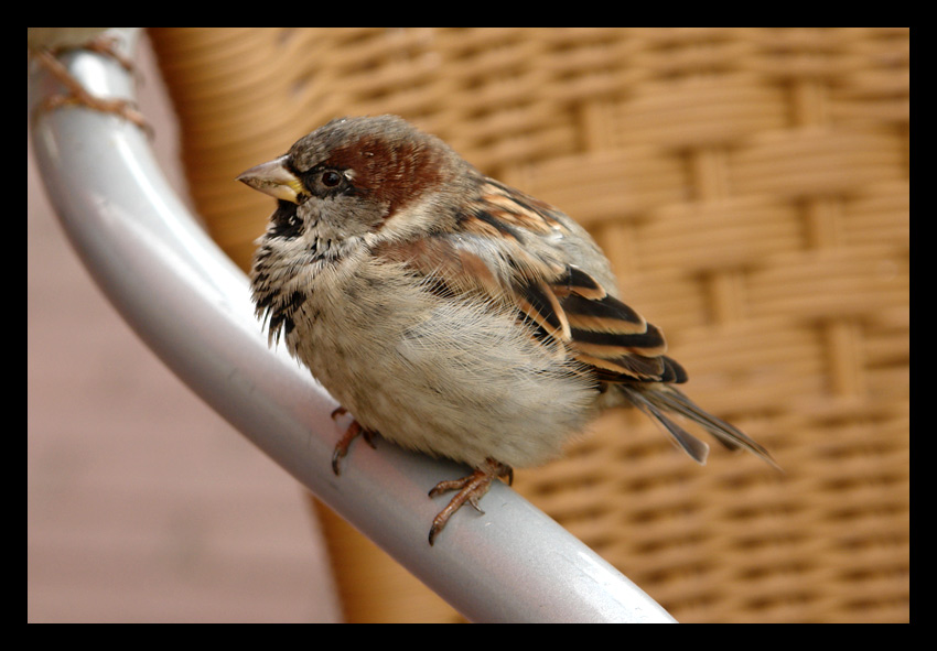 Sparrow