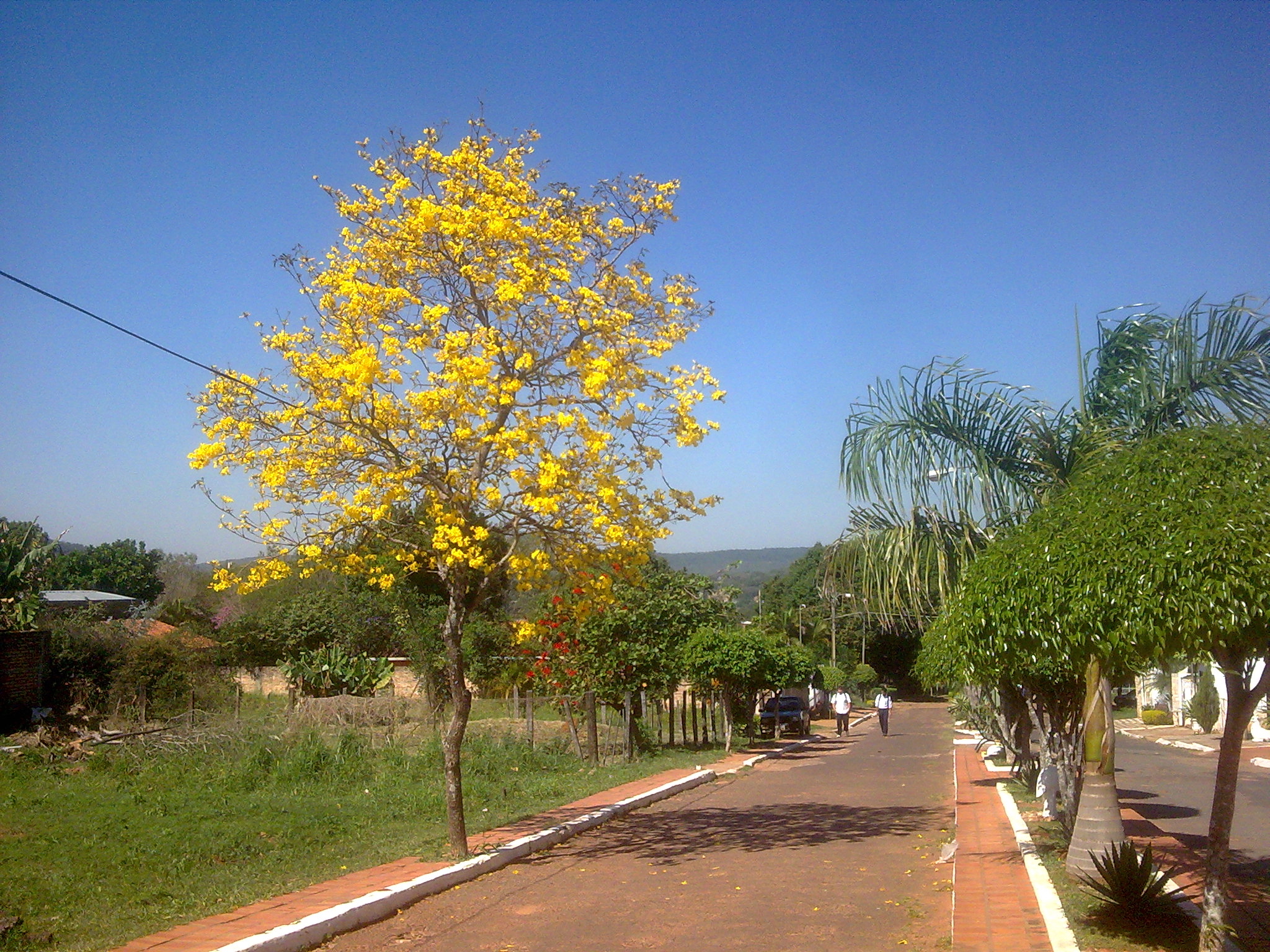 Lapacho Amarillo