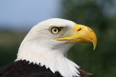 American Eagle