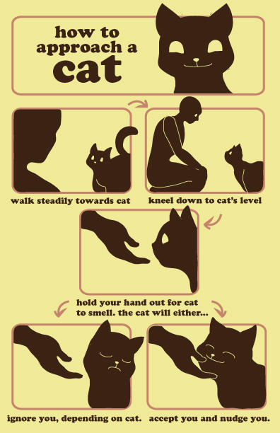 How to Approach a Cat by HappyChupacabra on DeviantArt