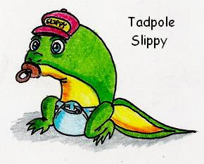 Tadpole Slippy Toad by Mad-But-Happy on DeviantArt