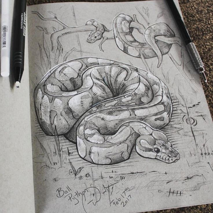 Amazing ball python Pencil and Ink Sketchbook Ani by nyonna on DeviantArt