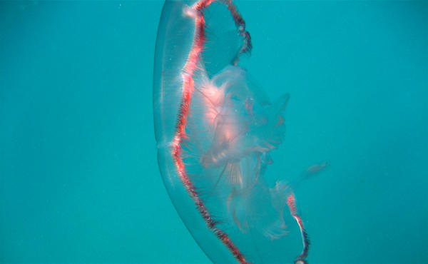 Moon Jelly