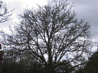 Tree in Winter