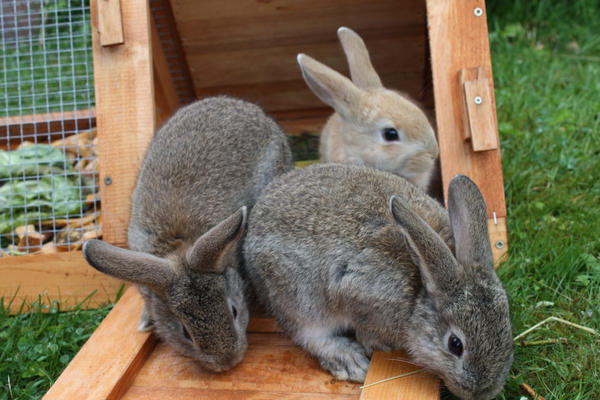 Cute Rabbits by Zharex on DeviantArt