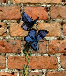 Bricks and Butterflys