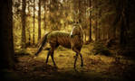 TRADE - oh child of the woods by Aquila-Art