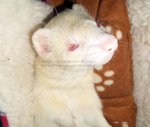 Ferret Eye by Fennic