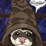 Ferret in the Sorting Hat