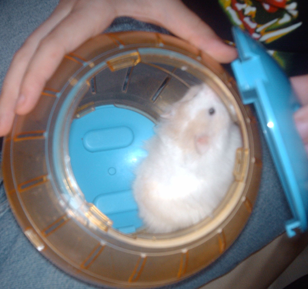 Unmamed Hamster 2