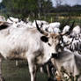 Grey Cattle