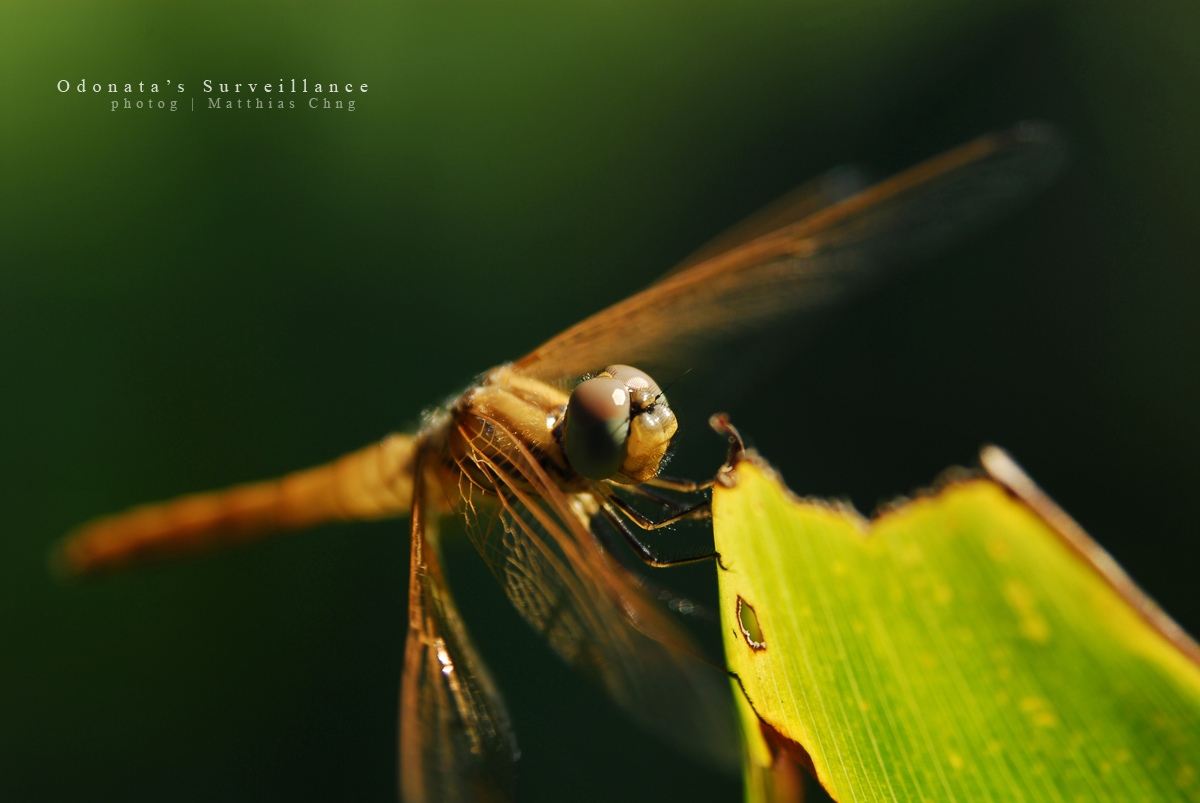 Odonata's Surveillance