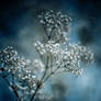 Searching Winter