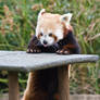 red panda 2