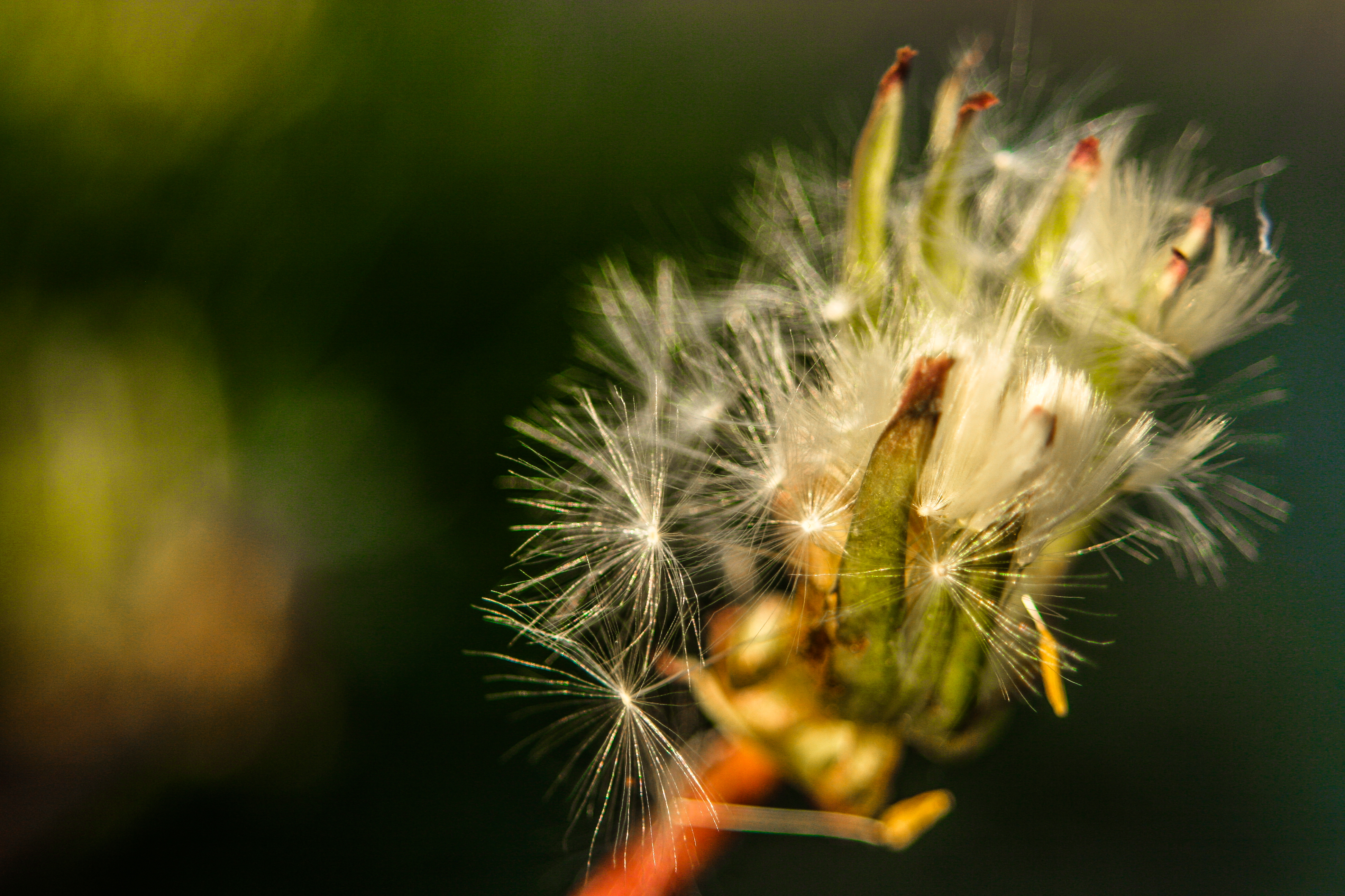 Near Escaped Dandelion Seeds