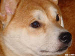 Kuma the Shiba Inu by FallOutAtDisco