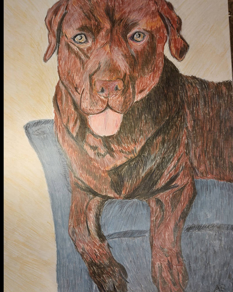 Tommy Labrador x Rottweiler 2022 by RapunzelNL on DeviantArt