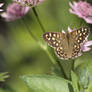 Speckled Wood 2