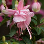 Fuchsia Claudia