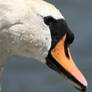 Slimbridge 32