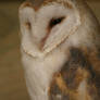 Barn Owl