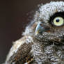 Young Screech Owl