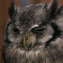 White Faced Skops Owl