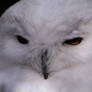 Snowy Owl 2