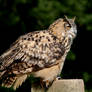 Eurasian Eagle Owl