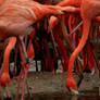 Flamingo Forest