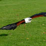 Fish Eagle