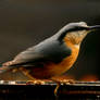 Nuthatch Is Back