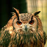 Bengal Eagle Owl 2