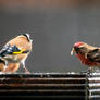 Lesser Redpoll 2