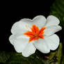 Primula In A Grotto