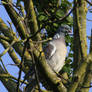 Wood Pigeon 2