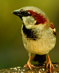 Male Sparrow