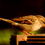 Female Sparrow