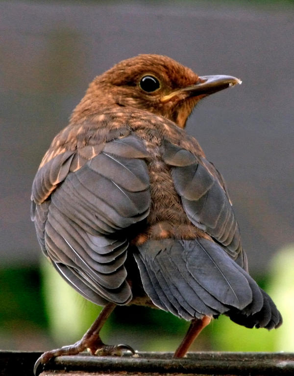 Juvenile Blackbird by Tinap on DeviantArt