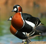 Red-breasted Goose by Tinap