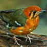 Orange-headed Thrush