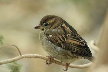 Resident Sparrow