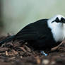 Sumatran Laughing Thrush