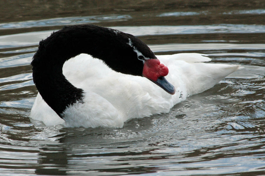 Black-necked Swan