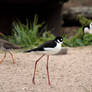 Black-necked Stilt