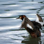 Great Crested Grebe