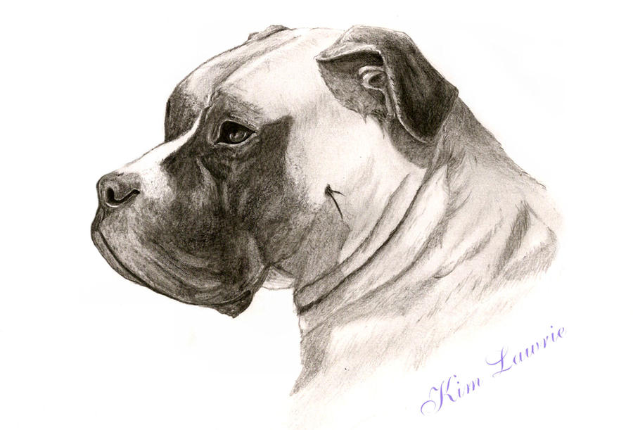 Deviantart Boxer Dog Boxer Dog by Ceridwen999 on DeviantArt
