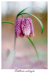 Fritillaria Meleagris