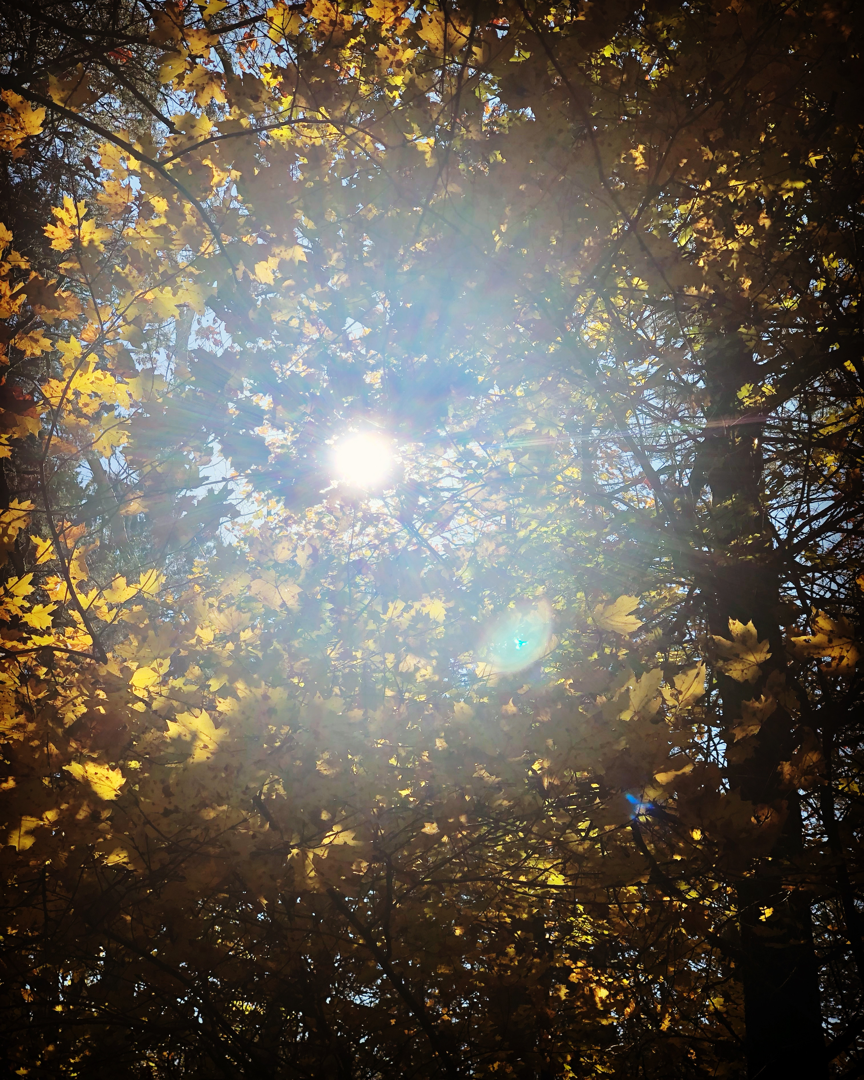 Autumn Light