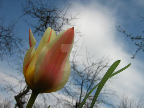 Tulip under the sky